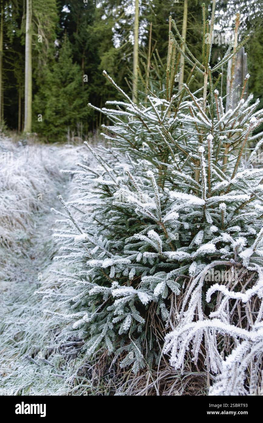 Schneebedeckte Kiefernäste Nahaufnahme Foto Stockfoto