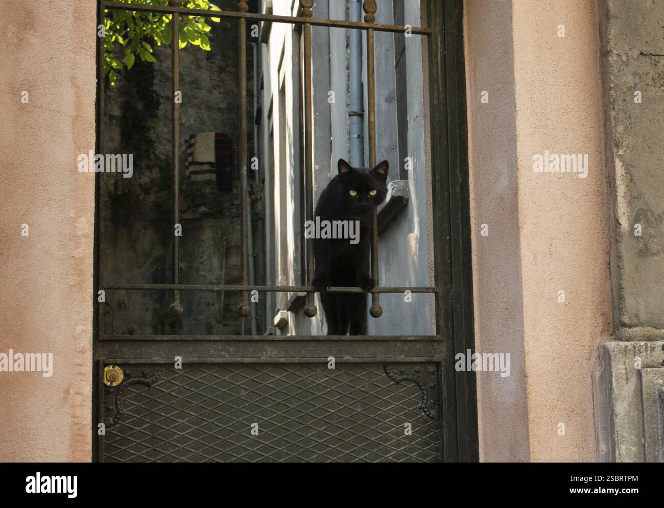 Porträt einer schönen Katze als Haustier im Blick Stockfoto