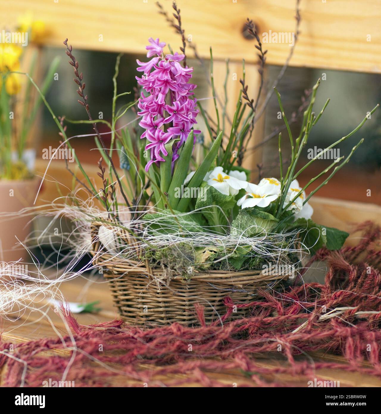 Frische Frühlings-Hyazinthen-Blüten im Blechbehälter Stockfoto