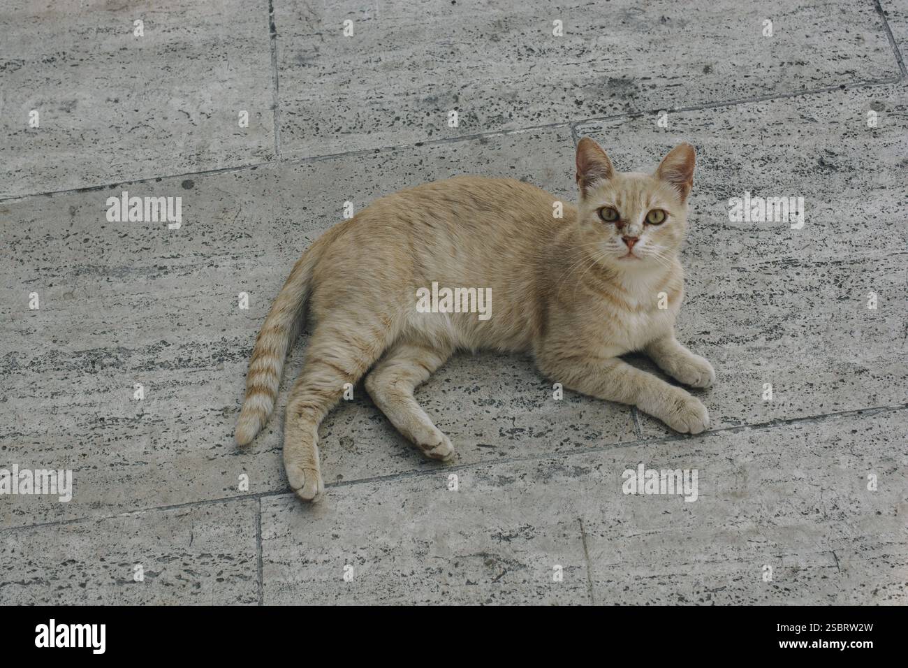 Bilder der schönen Katze als Haustier im Blick Stockfoto