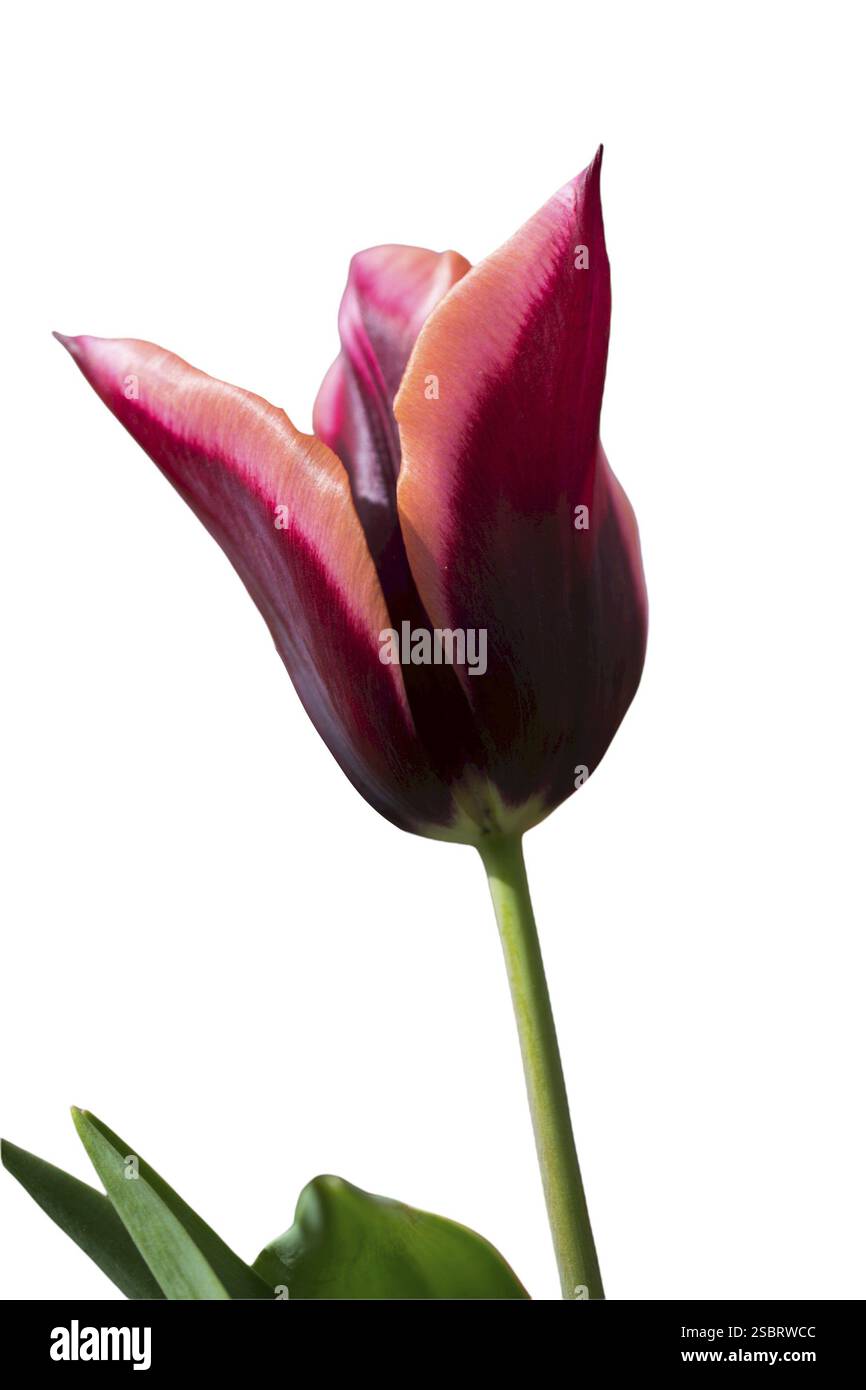 Frühlingsblumen Tulpen isoliert auf weißem Hintergrund. Kollektion mit blumenmuster Stockfoto