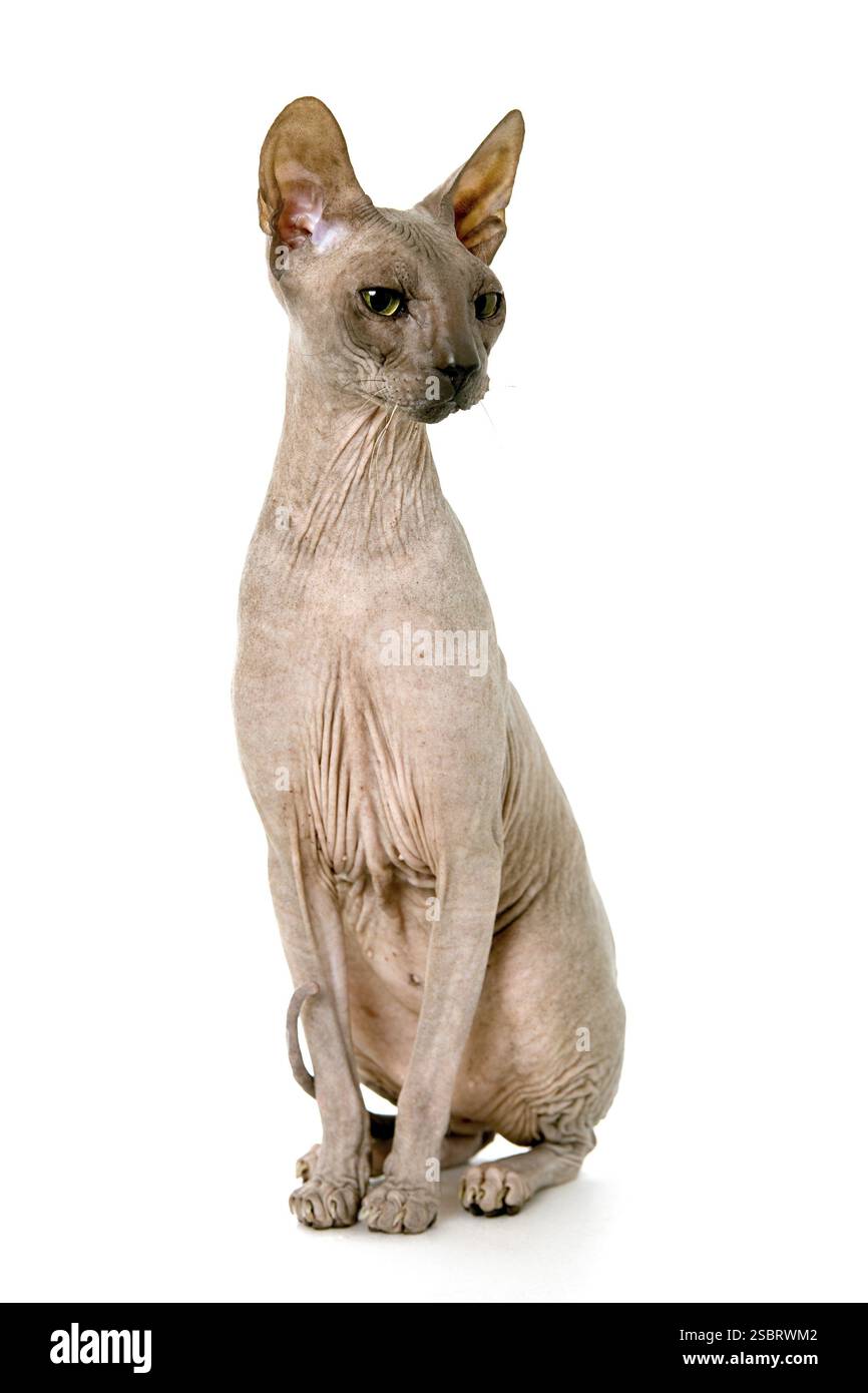 Don-Sphyncat-Katze, isoliert auf weißem Hintergrund Stockfoto