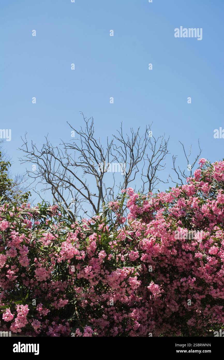 Baum mit rosa Blumen, Himmel im Hintergrund. Romantische und wunderschöne Pflanze Stockfoto