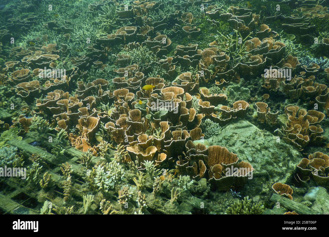 Lebendiges rotes Hartkorallenriff in Karimunjawa, Indonesien, zeigt die biologische Vielfalt der Meere in einem gesunden tropischen Ökosystem Stockfoto