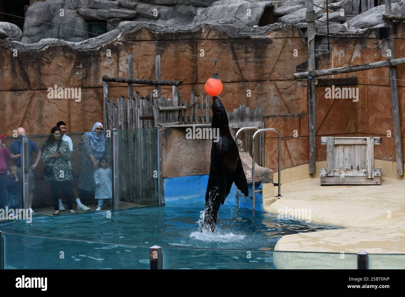 Im West Midlands Safari Park, Bewdley, Worcestershire, England Stockfoto