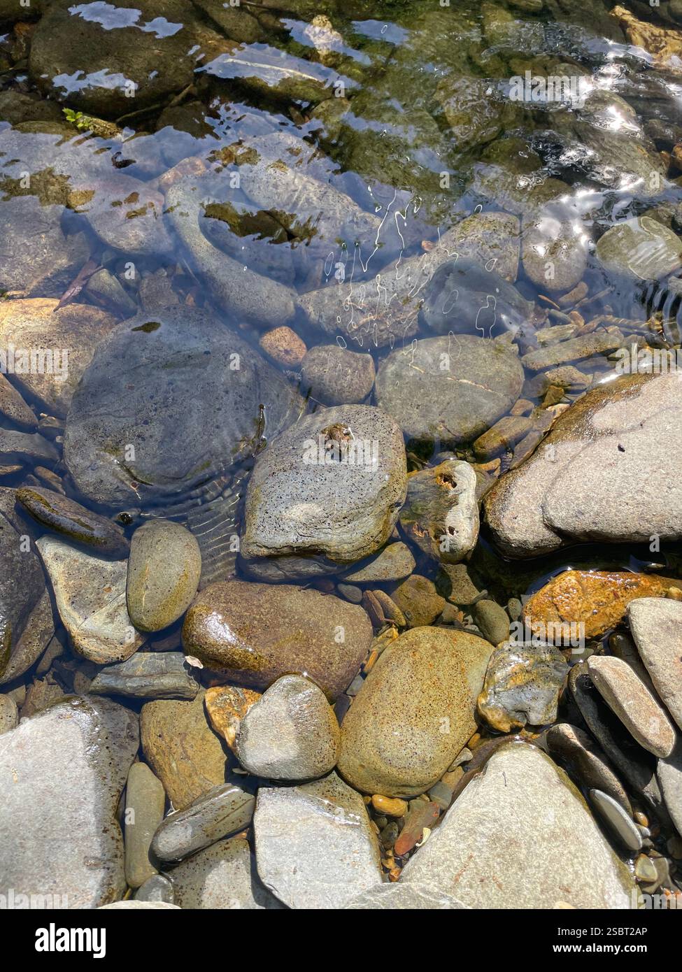 Natürliche Flusskiesel im Wasser mit Frosch - Smartphone-aufgenommenes Stockfoto