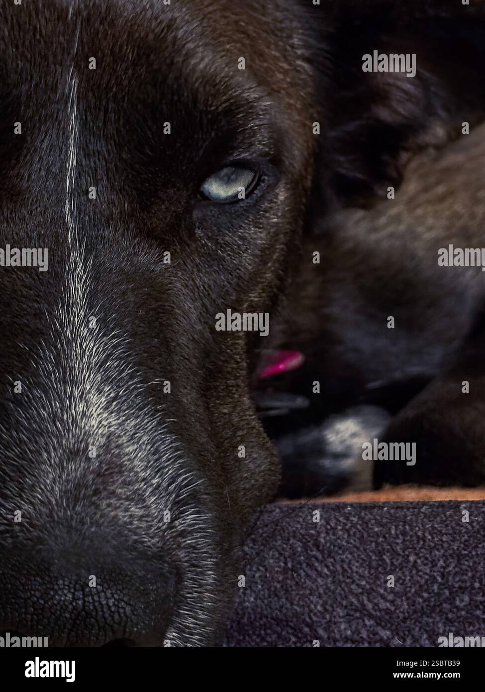Eine Nahaufnahme eines schwarzen Hundes mit stechenden Augen und einer auffälligen weißen Gesichtsmarkierung, die Tiefe und Intensität in seinem Ausdruck vermittelt. Stockfoto