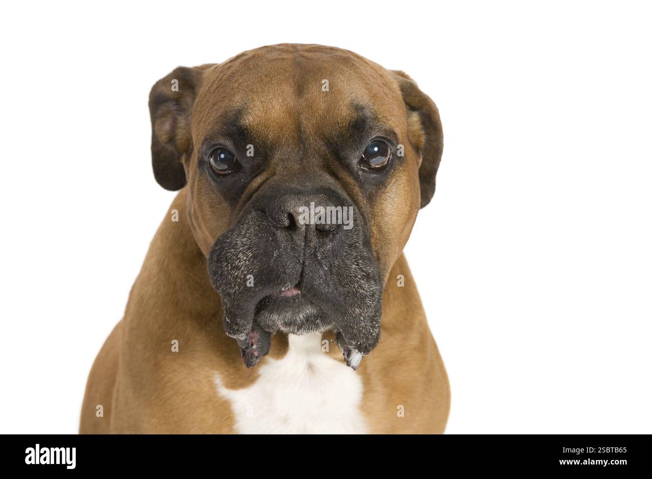 Erwachsener Boxer mit weißem Hintergrund, Studio-Aufnahme Stockfoto