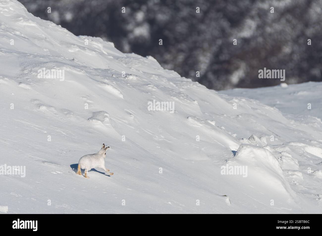 Berghase (Lepus timidus) verläuft über einen verschneiten Hügel, Glenshee, Cairngorms, Schottland Stockfoto