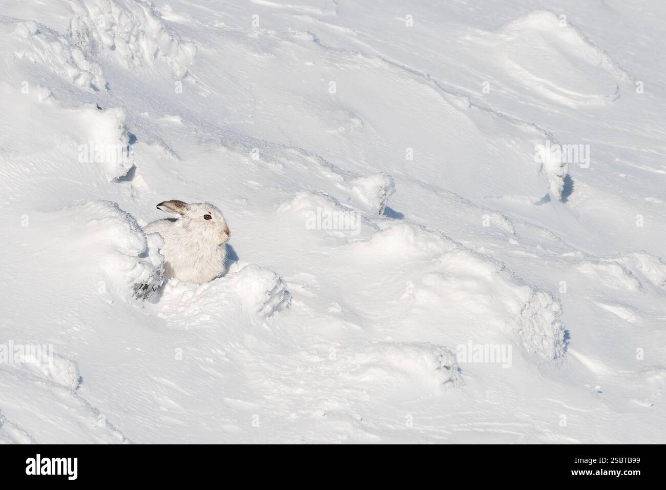 Berghase (Lepus timidus) ruht im Winter auf einem verschneiten Hügel in Glenshee, Cairngorms, Schottland Stockfoto