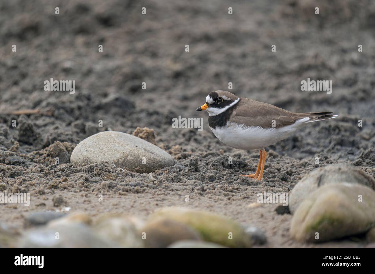 Ringpfeifer, Charadrius hiaticula, Überwinterung an der Flussmündung von Agloucestershire Stockfoto