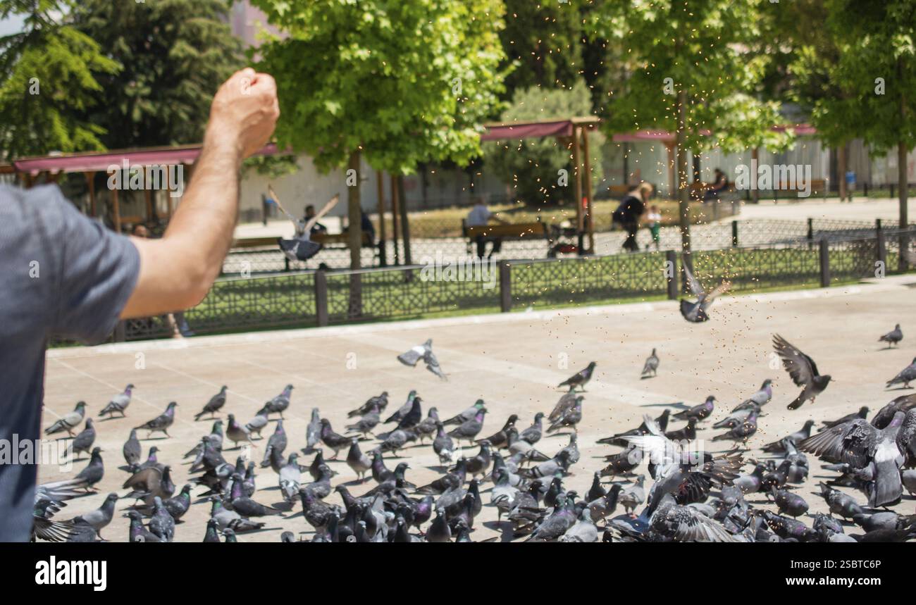 Schöne Taube Vögel füttern im städtischen Umfeld Stockfoto