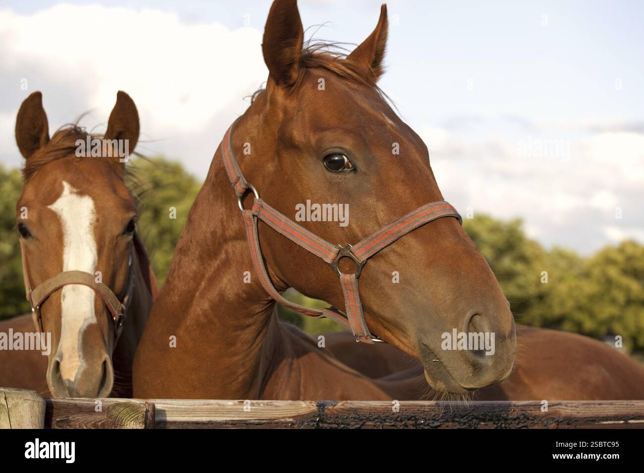 Nahaufnahme des Kopfes eines Pferdes am Himmelshintergrund Stockfoto