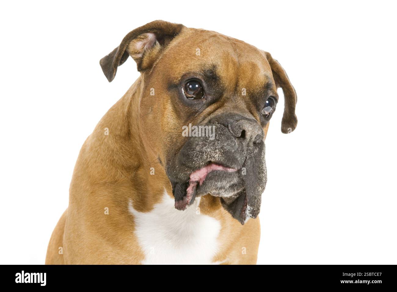 Erwachsener Boxer mit weißem Hintergrund, Studio-Aufnahme Stockfoto