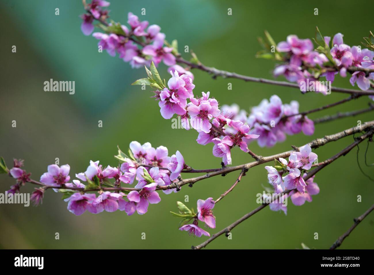 Blühende rosa Blumen im Frühling, grüner Hintergrund Stockfoto