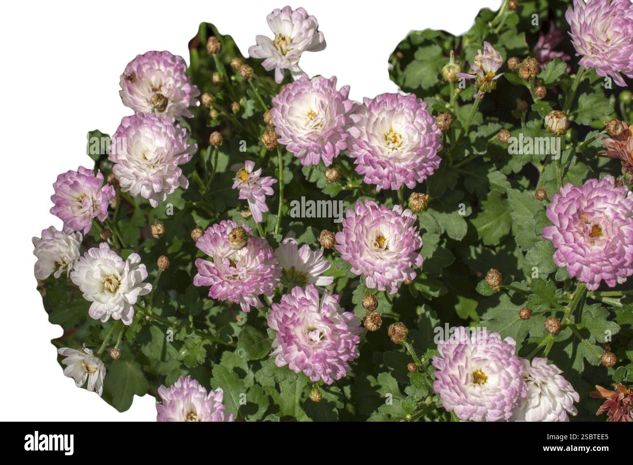 Blumenhintergrund. Blumen für Postkarten und Wohndekoration. Romantische Hochzeit oder Blumenarrangements zum Valentinstag Stockfoto