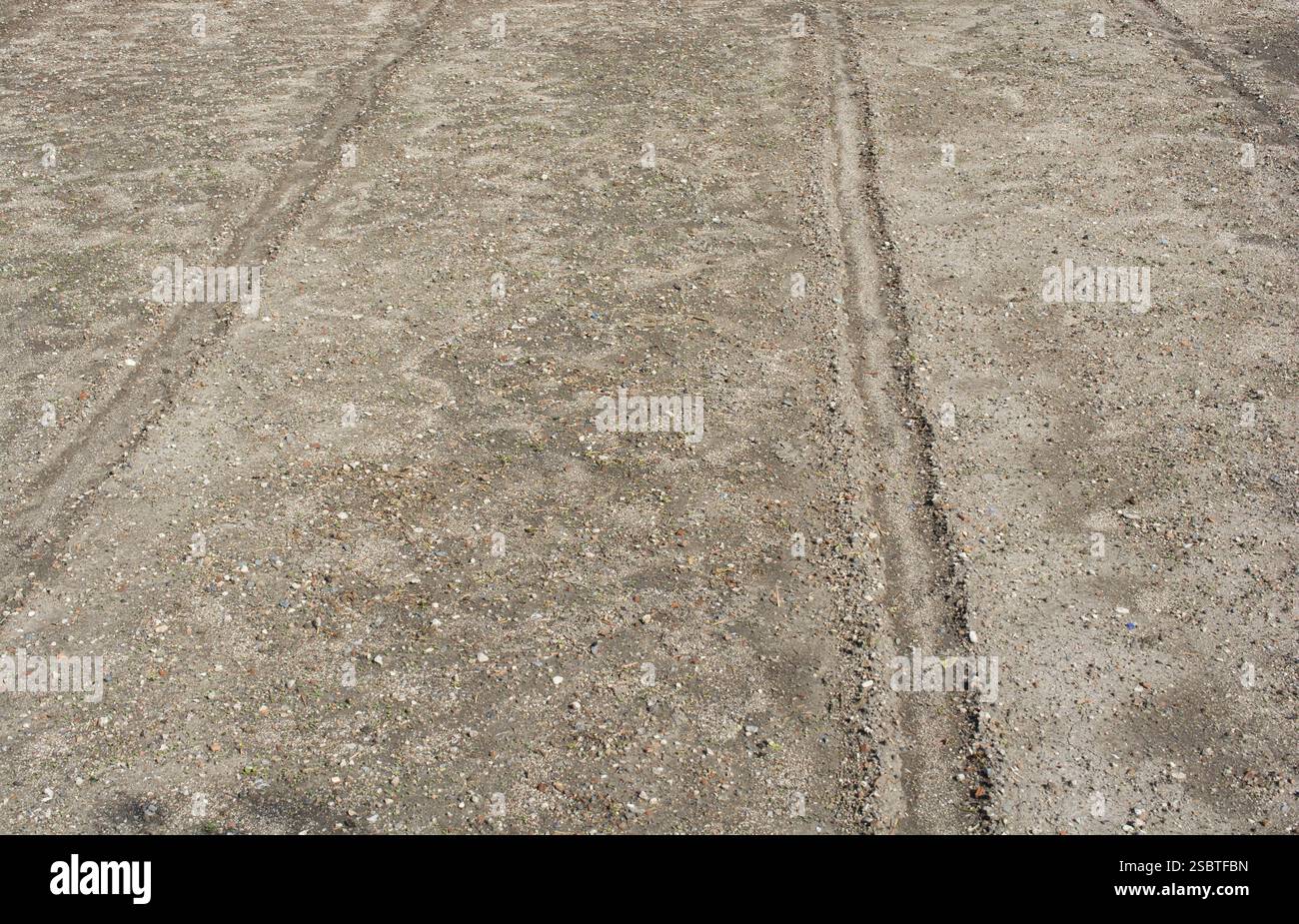Wachsende gekeimten Nutzpflanzen im Frühjahr Feld Stockfoto