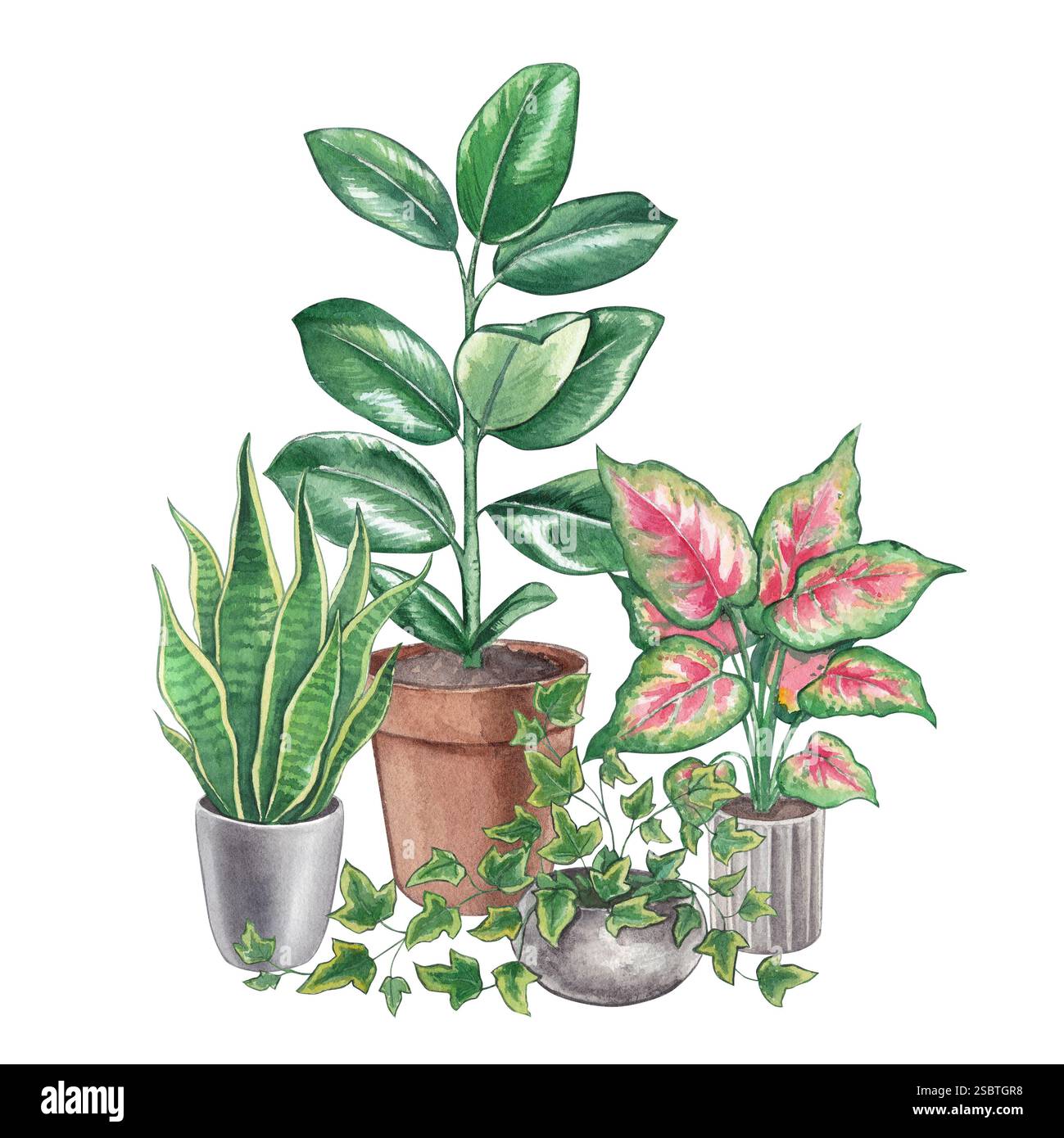 Indoor topfpflanzen clipart -Fotos und -Bildmaterial in hoher Auflsung   Alamy