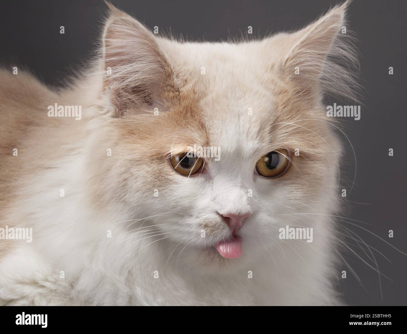 Beige Katze, isoliert auf grauem Hintergrund Stockfoto