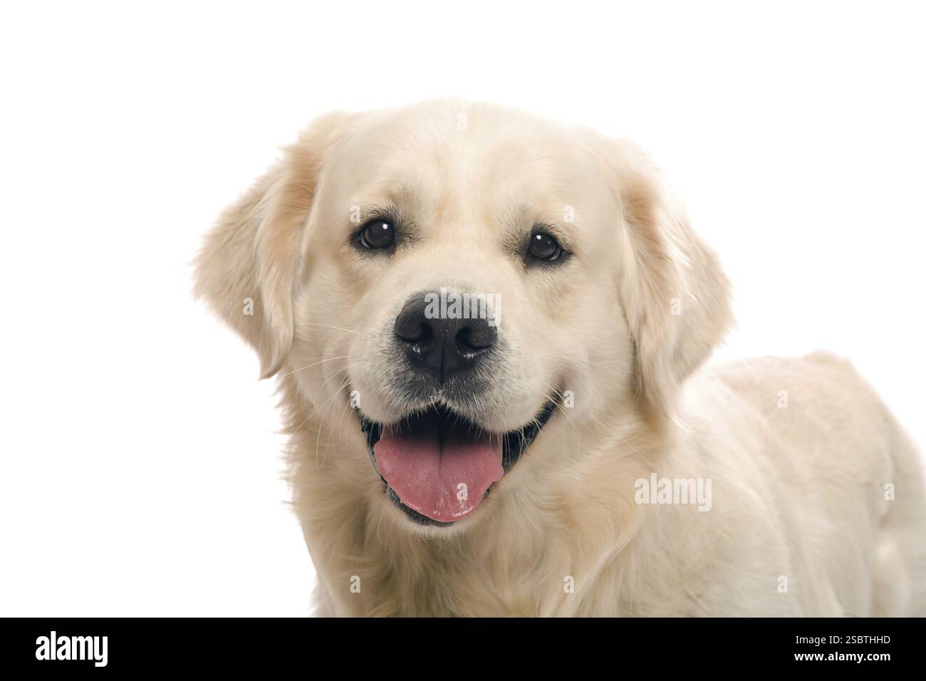 Der Goldene Retriever posiert im Studio. Isoliert auf weiß Stockfoto