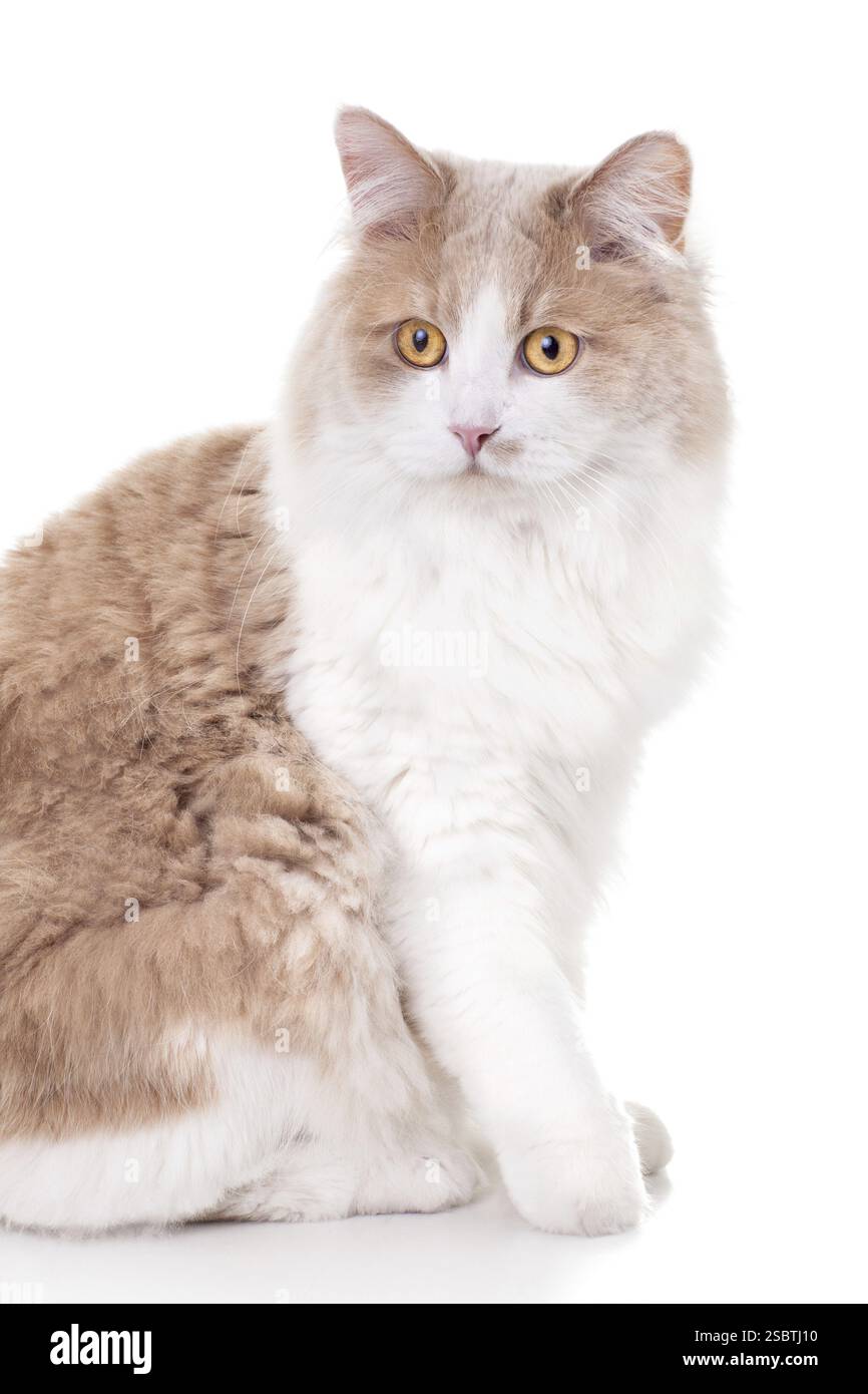 Ingwerkatze isoliert über weißem Hintergrund. Tierporträt Stockfoto