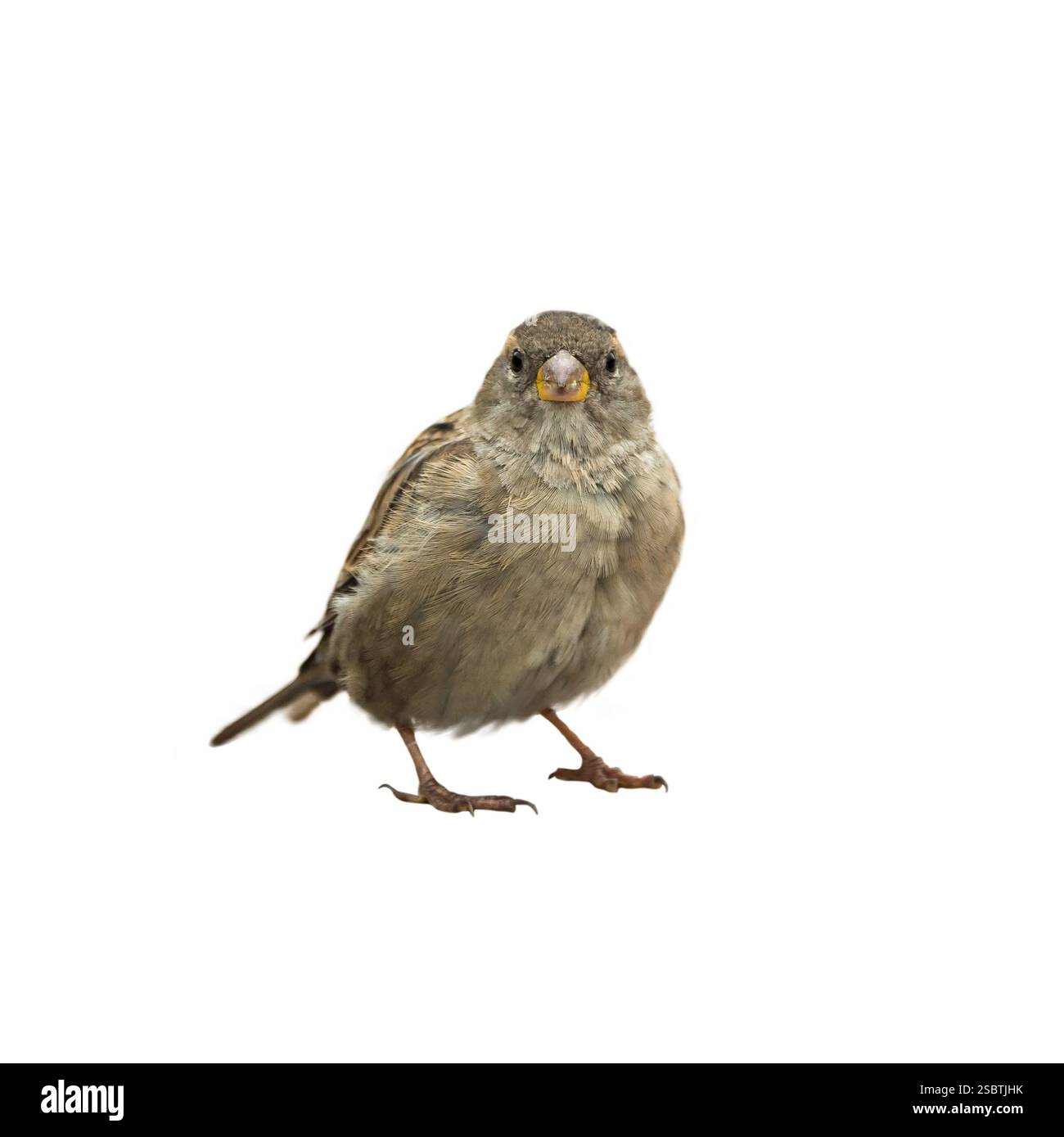 Sparrow Bird auf transparentem Hintergrund für das Einfügen von Designern Stockfoto