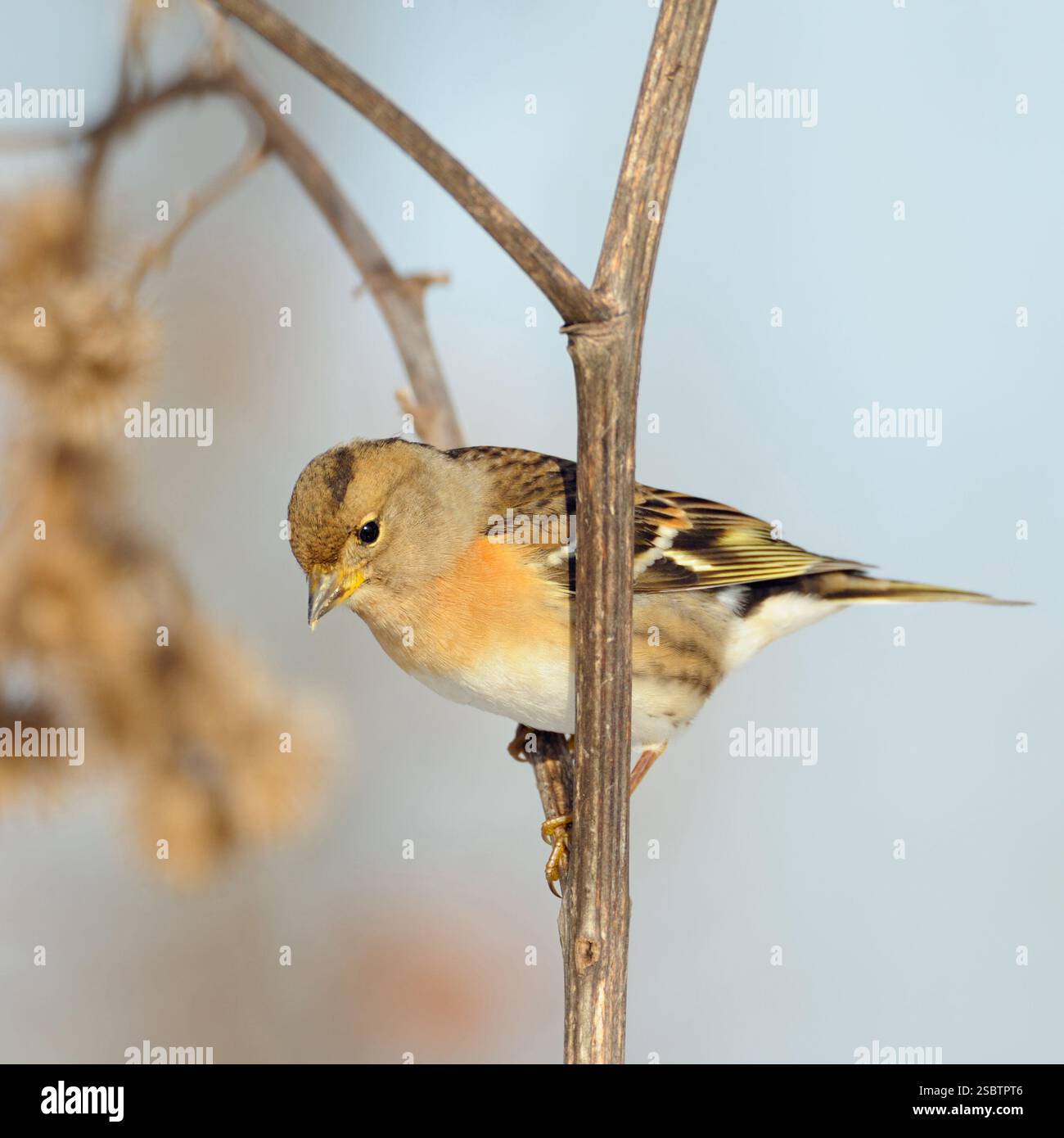 Typischer Zugvogel, Winterbesucher in Deutschland... Brambling ( Fringilla montifringilla ), Tierwelt, Europa Stockfoto