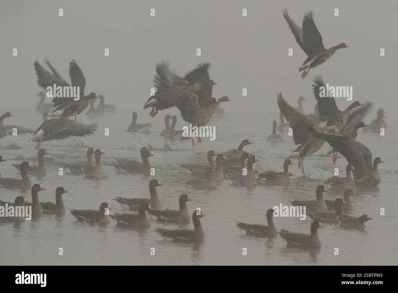 Eine Herde aufmerksamer nervöser arktischer Weißfrontgänse / Blässgänse (Anser albifrons), die an einem nebeligen Wintermorgen vom Wasser abheben. Stockfoto