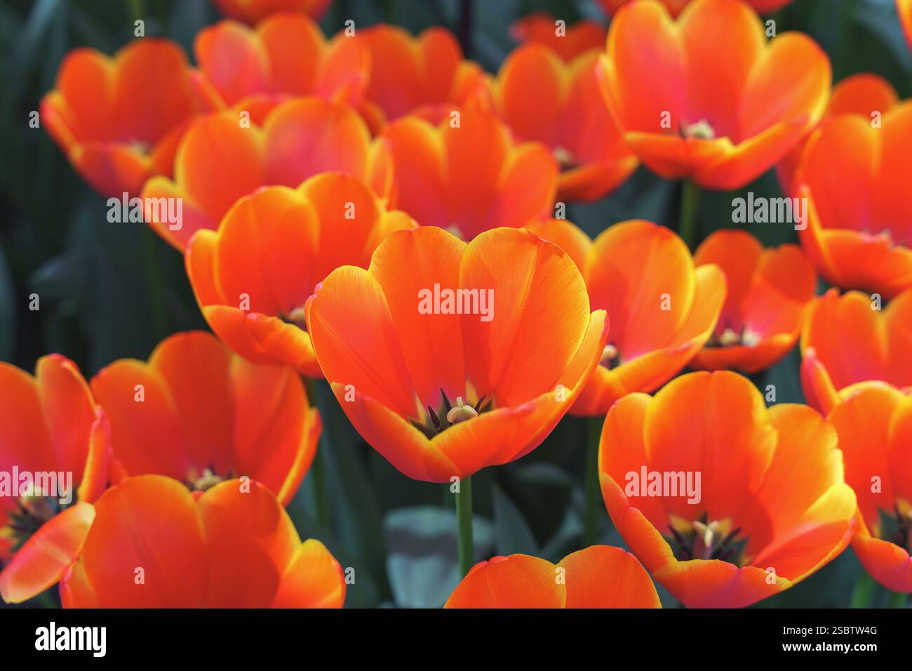 Eine Gruppe voll geblümter oranger Tulpen mit zarten Blütenblättern in einem üppig grünen Garten Stockfoto