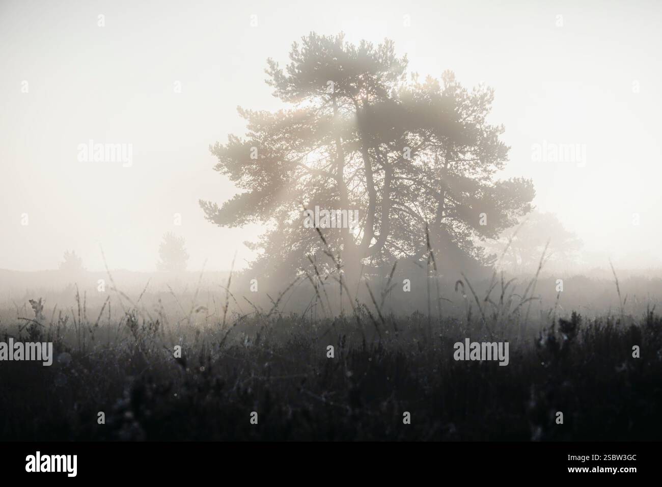 Leichter Dunst oder Morgennebel. Die Sonne scheint durch die Bäume auf einem Moor. Sonnige magische Landschaft im Sonnenaufgang am Morgen. Sonne Stockfoto Leichter Dunst oder Morgennebel. Die Sonne scheint durch die Bäume auf einem Moor. Sonnige magische Landschaft im Sonnenaufgang am Morgen. Sonne Stockfoto