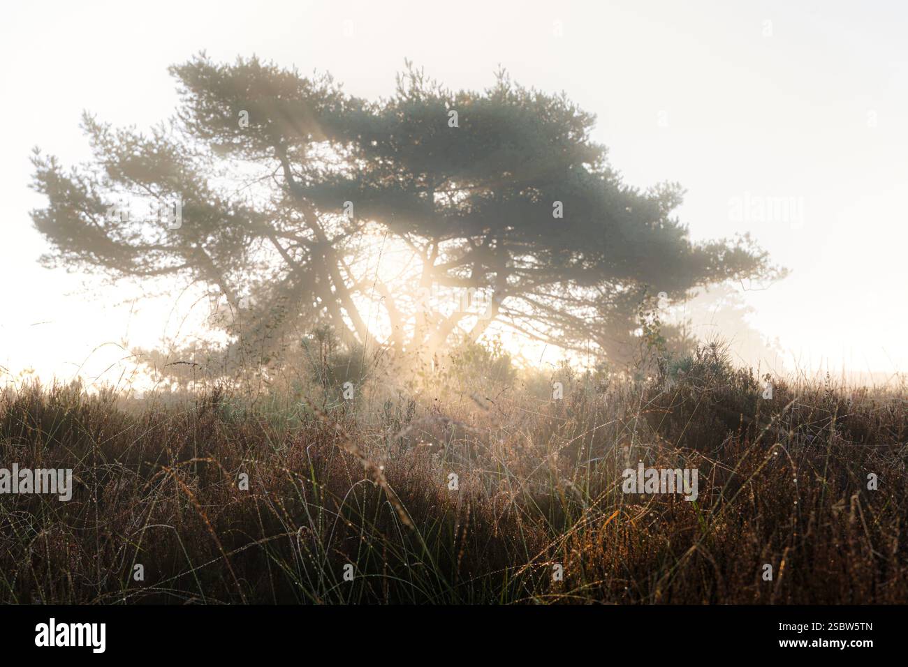 Leichter Dunst oder Morgennebel. Die Sonne scheint durch die Bäume auf einem Moor. Sonnige magische Landschaft im Sonnenaufgang am Morgen. Sonne Stockfoto Leichter Dunst oder Morgennebel. Die Sonne scheint durch die Bäume auf einem Moor. Sonnige magische Landschaft im Sonnenaufgang am Morgen. Sonne Stockfoto
