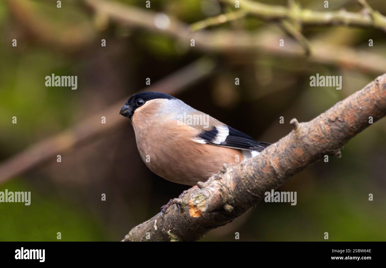 Das Weibchen ist dezenter gefärbt als das Männchen, da sie während der Nistzeit unauffällig sein möchte. Sie sind schüchterne Vögel Stockfoto