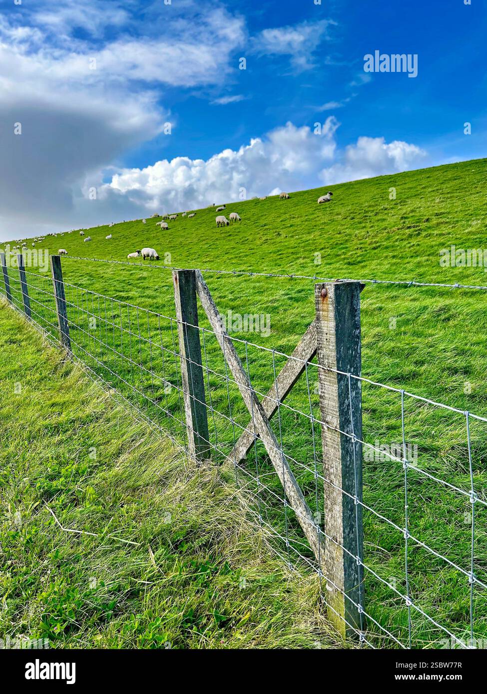 Schafherde auf einem Deich in Ostfriesland, blauer Himmel, Zaun. Deutschland, Ostfriesland, Norddeich, Version 2 Stockfoto