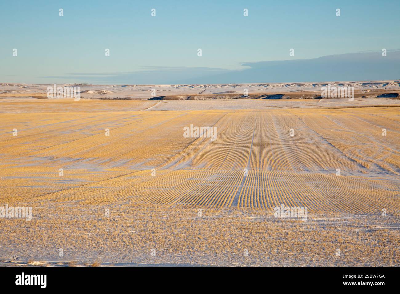Lange Reihen von Weizenstoppeln füllen ein großes schneebedecktes Feld in der Nähe von Ulm, Montana. Stockfoto