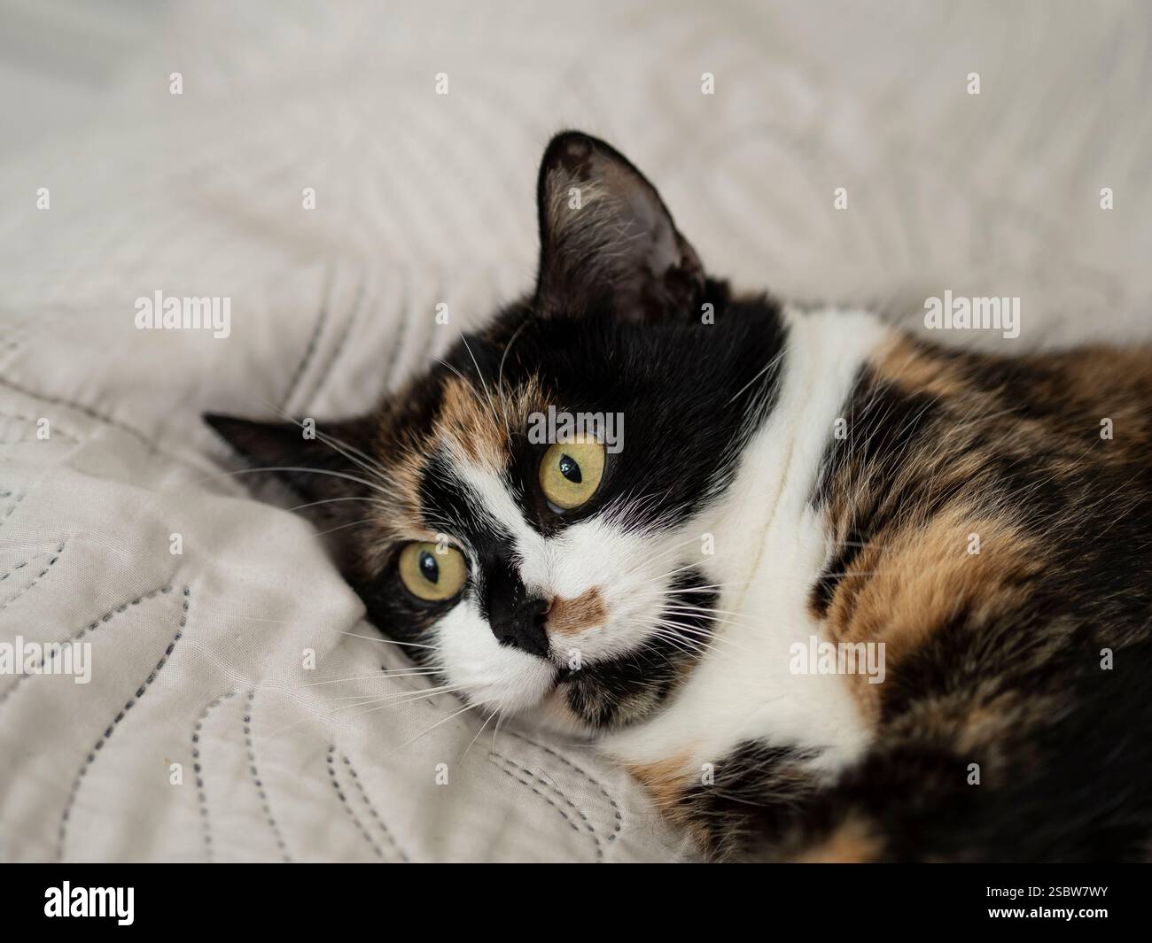 Niedliche Calico-Katze mit leuchtend grünen Augen auf einer weichen beigefarbenen Bettdecke, die Neugier und Entspannung in einer gemütlichen Innenumgebung ausdrückt. Stockfoto