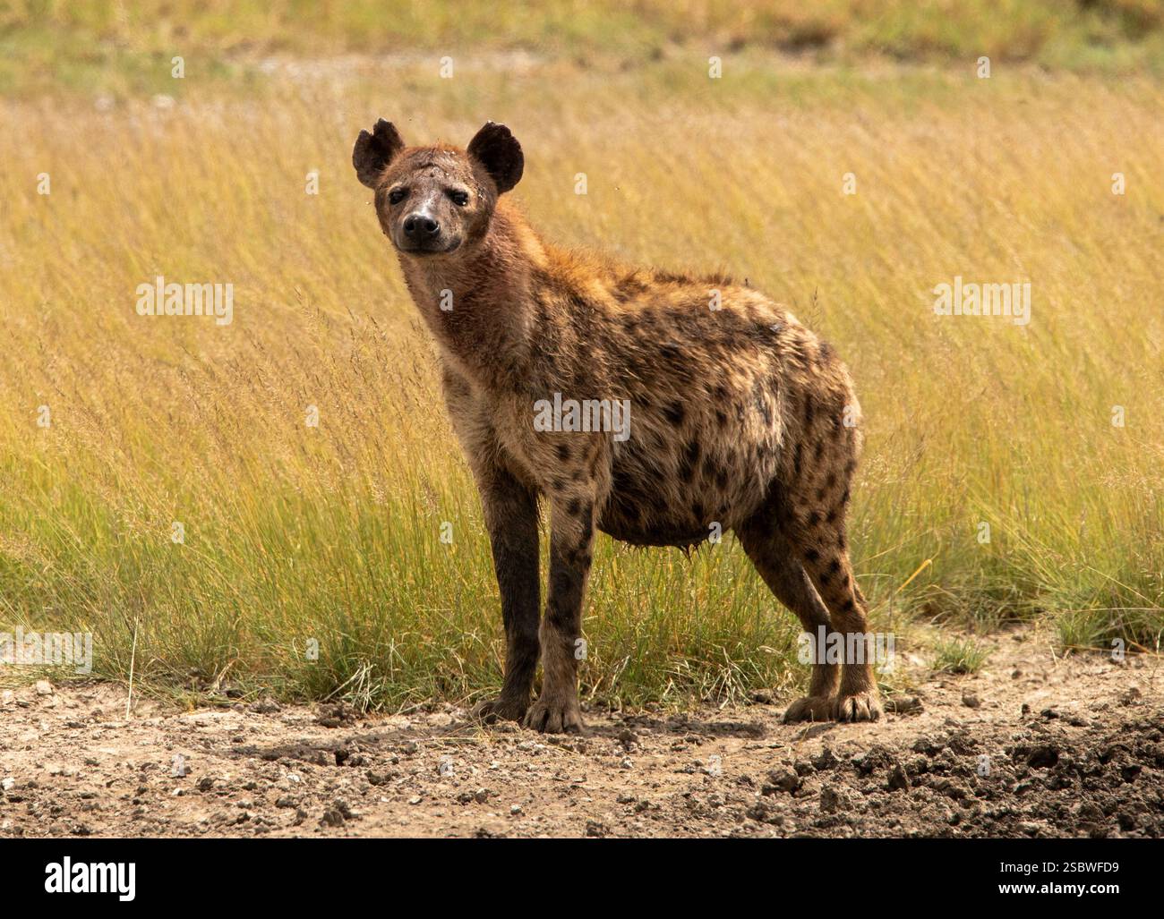 Hyäne, die mich aus dem Gras in der serengeti anstarrt Stockfoto