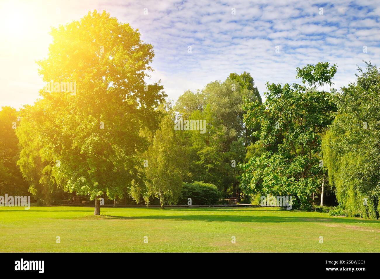 Ein gemütlicher Sommerpark mit weitläufigen Rasenflächen. Es gibt eine helle Sonne am blauen Himmel. Stockfoto
