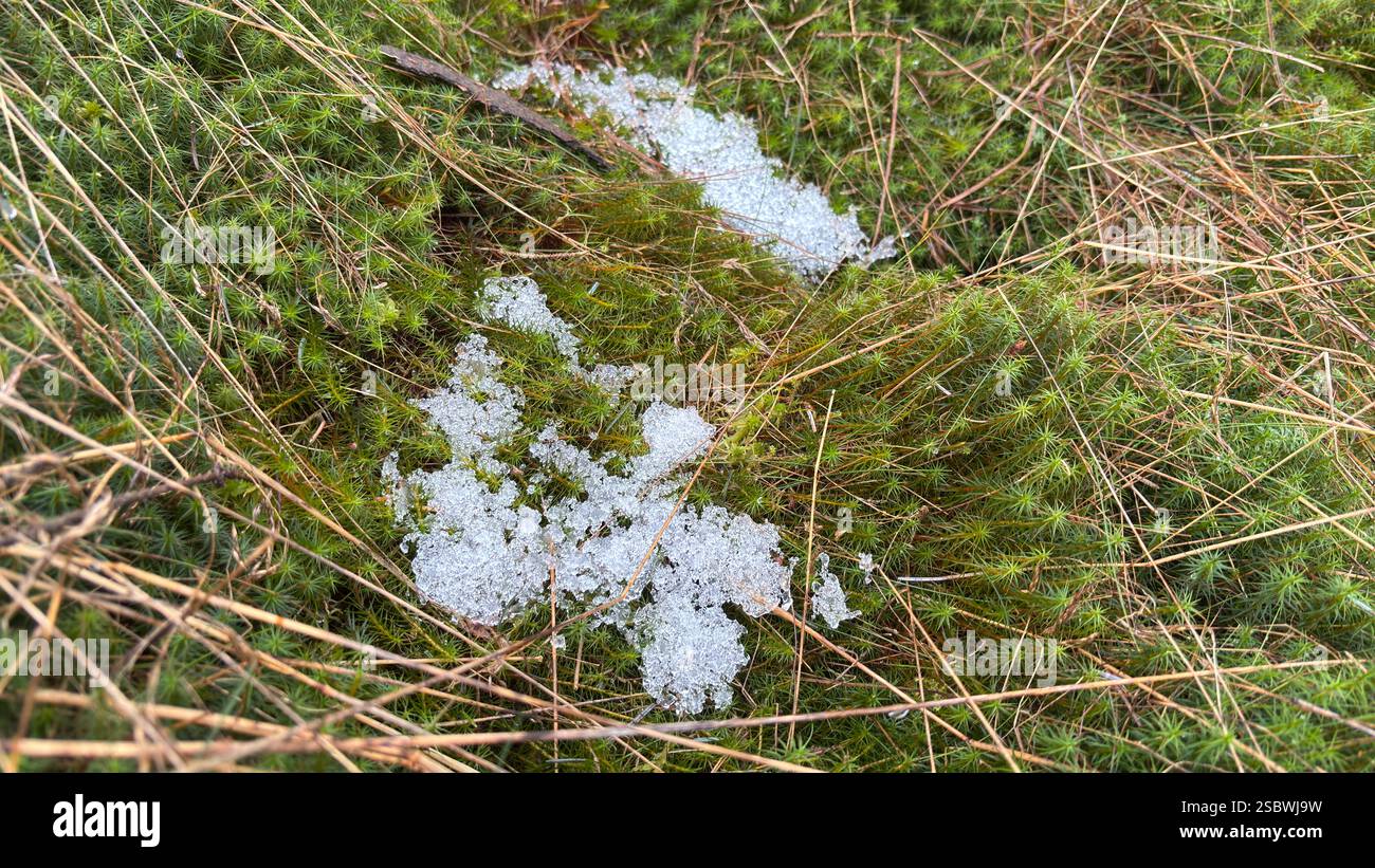 Frostige Schneekristalle auf moosbedeckten Waldböden in den schottischen Highlands an einem kalten Wintertag Stockfoto