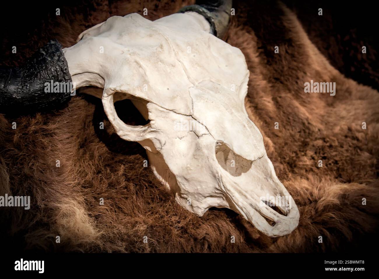 Ein weißer Büffelschädel. Der Schädel ist auf einer braunen Oberfläche. Der Schädel ist weiß und hat eine schwarze Nase Stockfoto