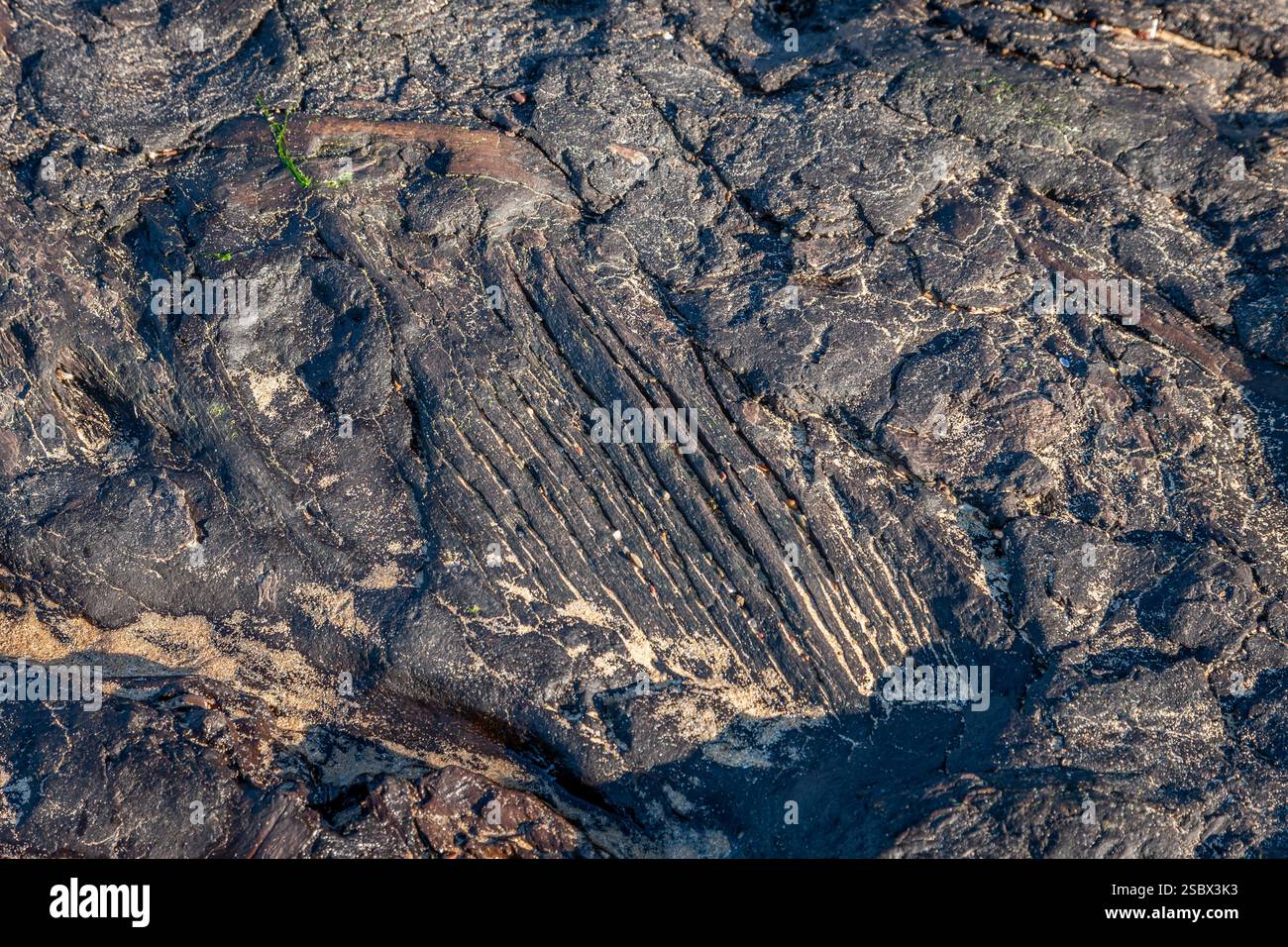 Versteinertes Holz, Freshwater West, Pembrokeshire, Wales, Großbritannien Stockfoto