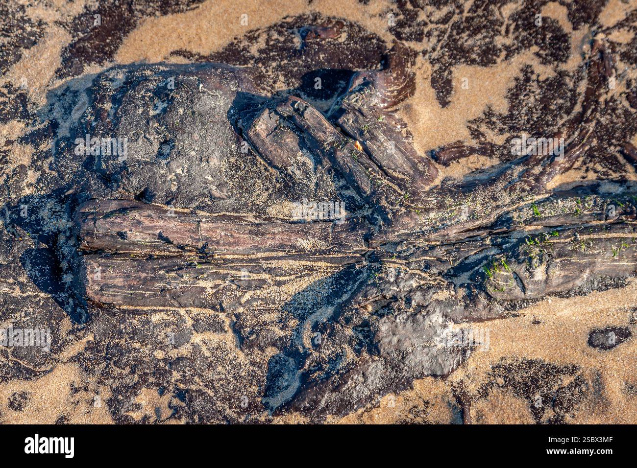 Versteinertes Holz, Freshwater West, Pembrokeshire, Wales, Großbritannien Stockfoto
