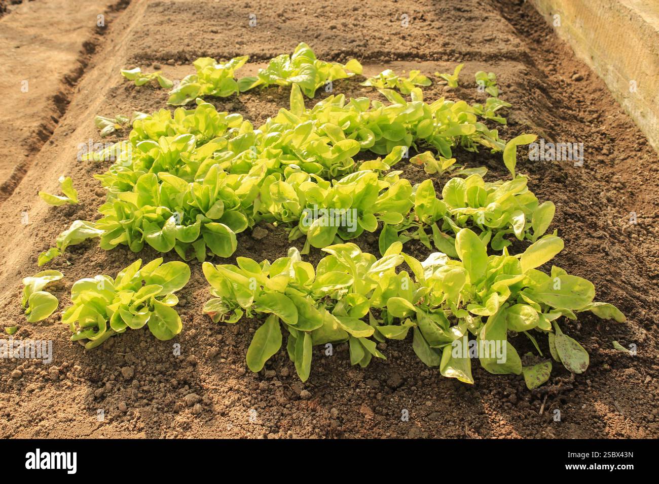 Anbau Von Frühjahrssalat Stockfoto