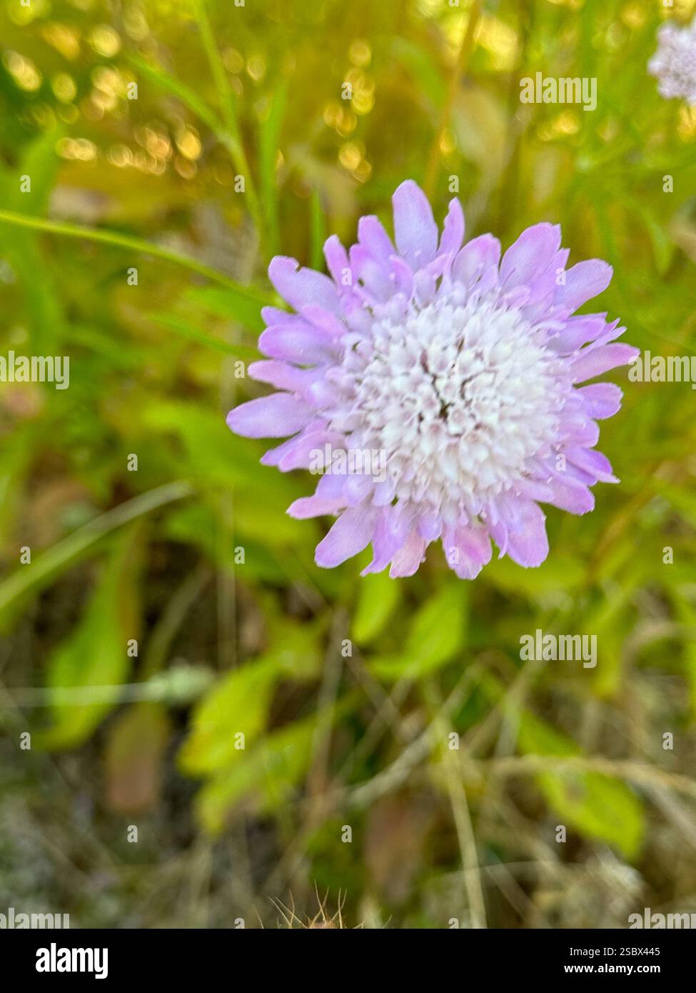 Kalifornische Küstenblumen. - Smartphone-aufgenommenes Stockfoto
