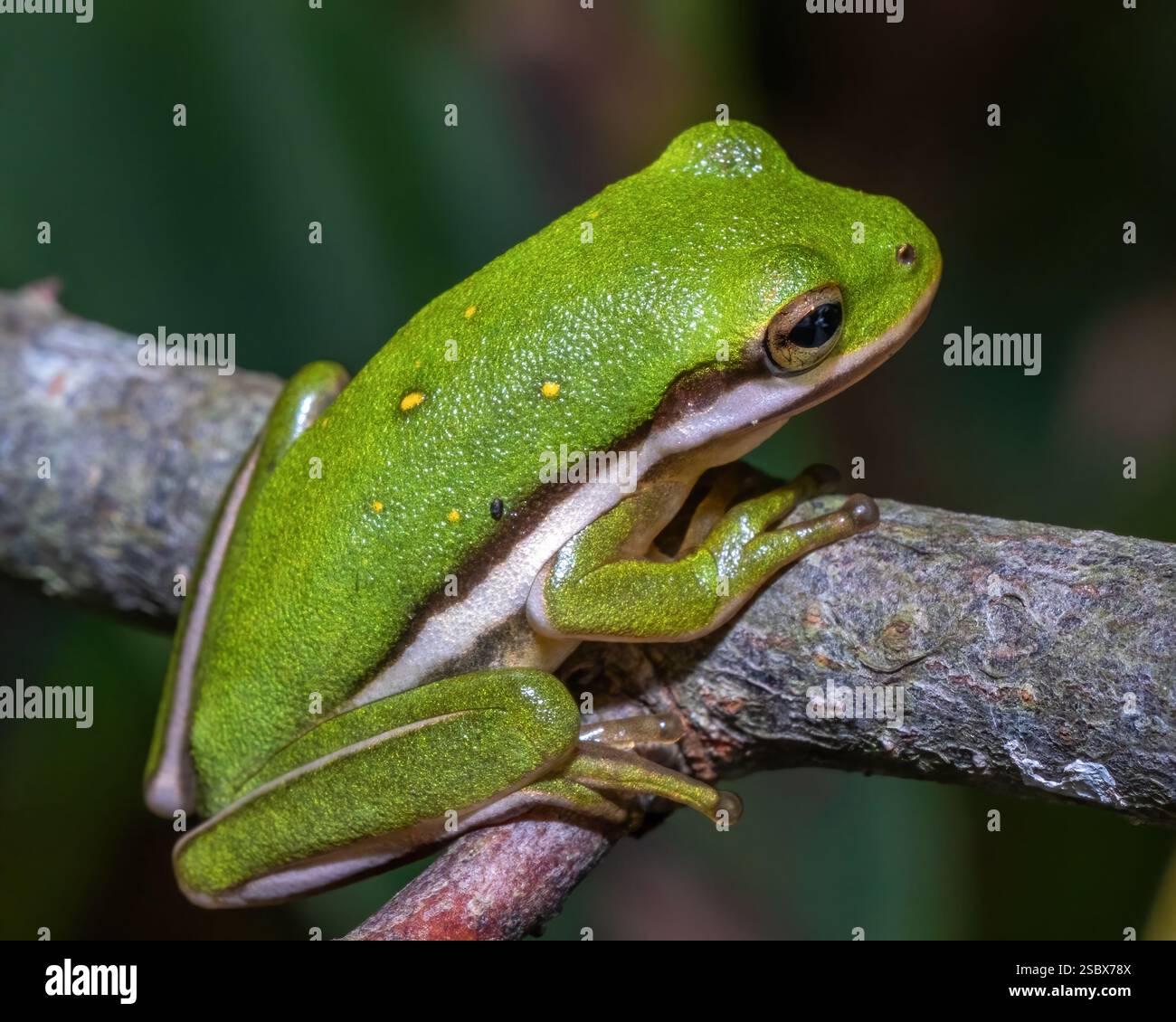 Ein grüner Treefrog (Hyla cinerea) thront auf einem kleinen Zweig. Stockfoto