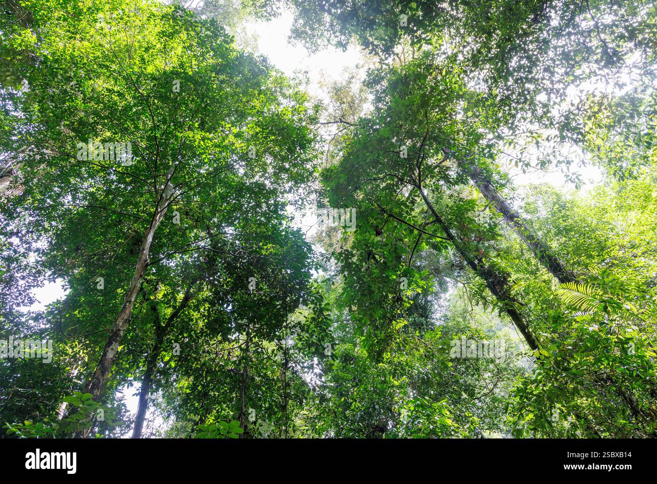 Regenwald, Mulu, Sarawak, Malaysia Stockfoto