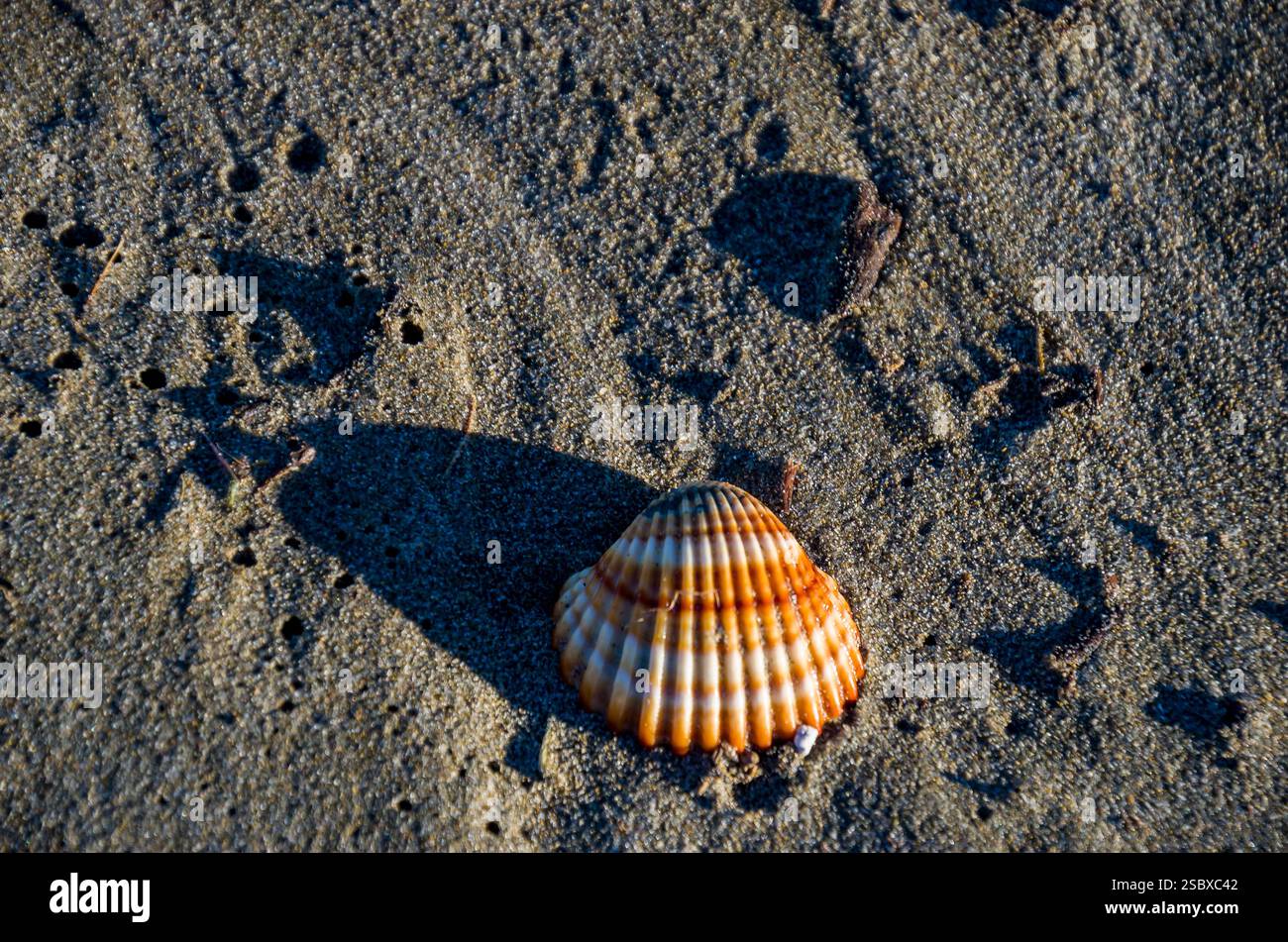 Muschel am Strand Stockfoto