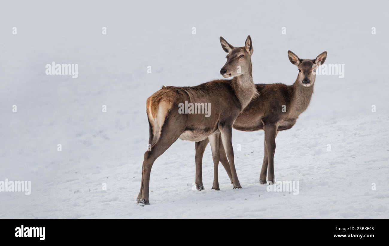 Ein Rotwild (Cervus elaphus) mit einem Rehkitz im Schnee, weißem Hintergrund, Kopierraum, 16:9 Stockfoto