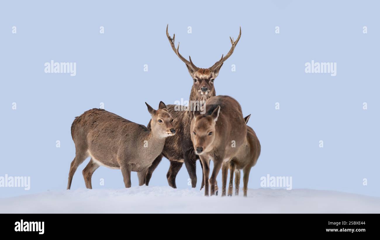 Eine Gruppe von Rotwild (Cervus elaphus), ein Junghirsch mit drei Döschen auf einem schneebedeckten Berg, Kopierraum, 16:9 Stockfoto