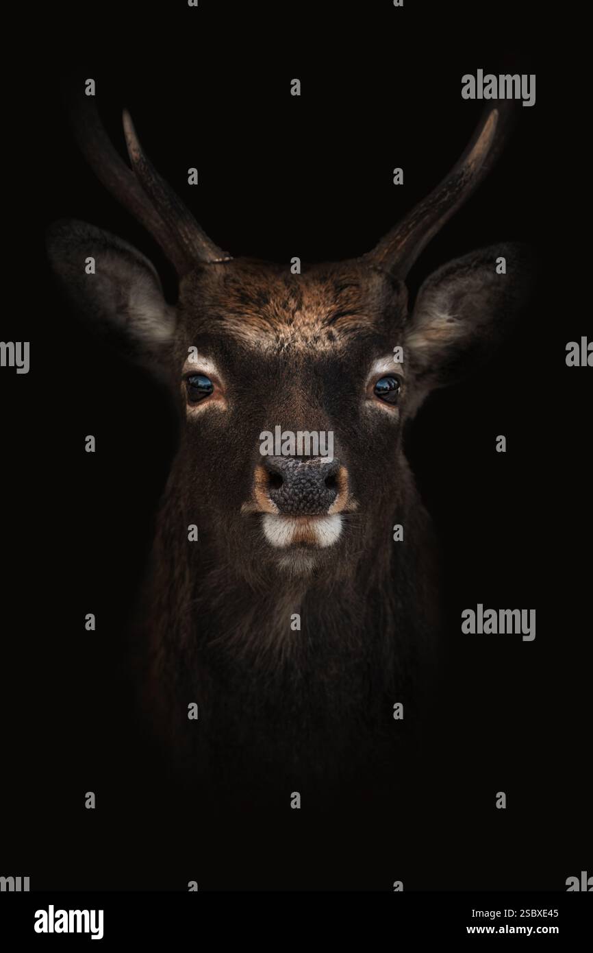 Porträt eines jungen Rothirsches (Cervus elaphus), schwarzer Hintergrund, vertikal Stockfoto