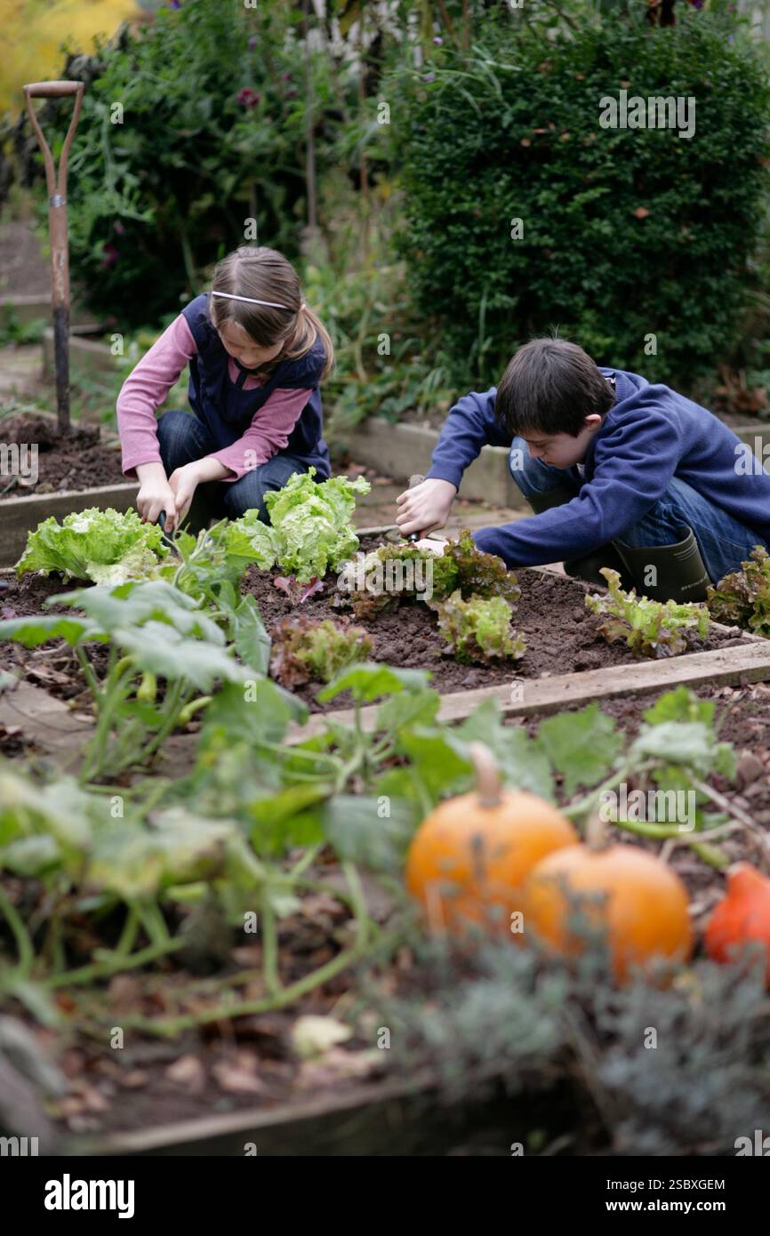 Ein Bruder und eine Schwester arbeiten im Gemüsegarten zu Hause in Shropshire, Großbritannien. Stockfoto